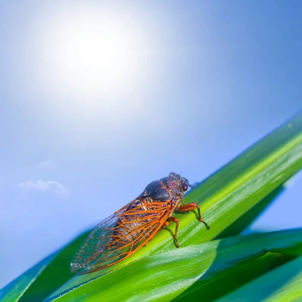Крупный План Огромный Цикада Сидеть Кукурузный Лист Летний Солнечный День — стоковое фото