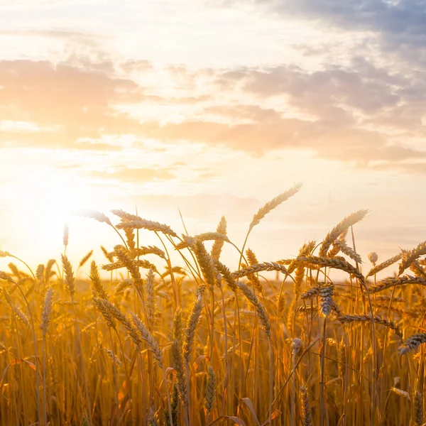 Крупный План Летнего Пшеничного Поля Закате — стоковое фото