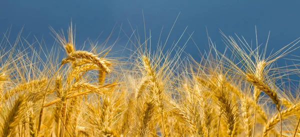 Closeup Summer Wheat Field Summer Agricultural Industry Scene — Stock Photo, Image