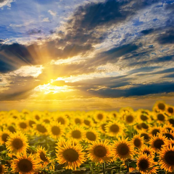 Goldenes Sonnenblumenfeld Beim Dramatischen Sonnenuntergang Landwirtschaftliche Sommerlandschaft — Stockfoto