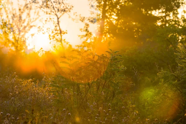 Nahaufnahme Sommer Waldlichtung Licht Der Frühen Morgensonne — Stockfoto