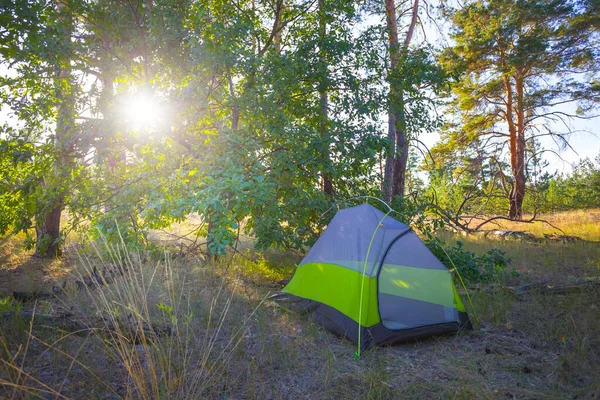 在阳光明媚的日子里 小旅游帐篷就呆在森林的沼泽地里 夏季自然旅行 — 图库照片