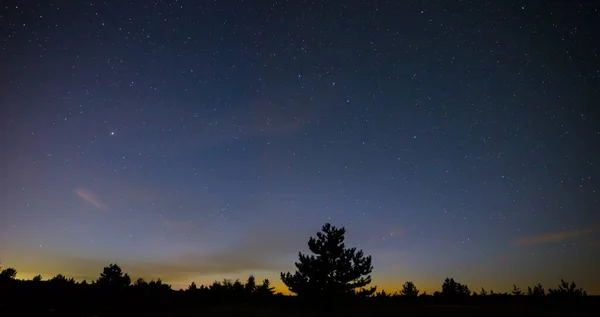 Dennenboom Silhouet Nacht Sterrenhemel Achtergrond — Stockfoto