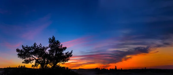 Bulutlu Gökyüzünde Yapayalnız Çam Ağacı Silueti Dramatik Alacakaranlıkta — Stok fotoğraf