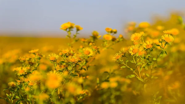 Grande Prairie Été Avec Des Fleurs Sauvages — Photo