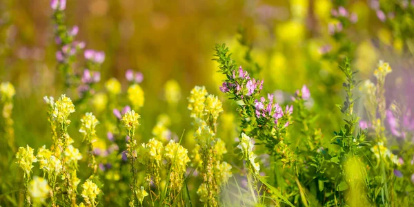 Close Wilde Bloemen Prairie Zomer Natuurlijke Achtergrond — Stockfoto