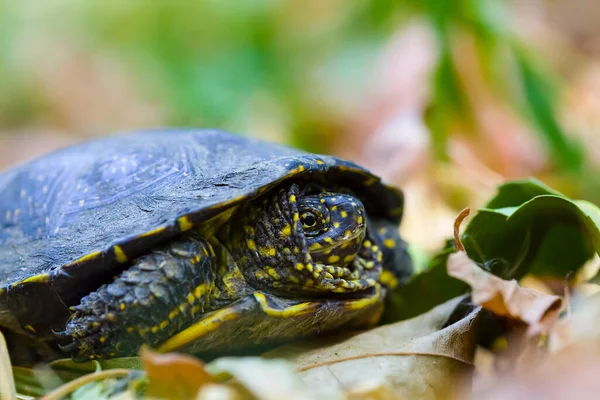 Closeup Turtle Sit Leaves — Stock Photo, Image