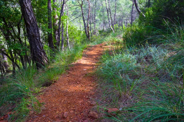 Roter Feldweg Durch Den Wald Sommerreisehintergrund — Stockfoto