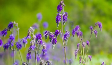 Çayırdaki yabani çiçek yığınını kapatın.