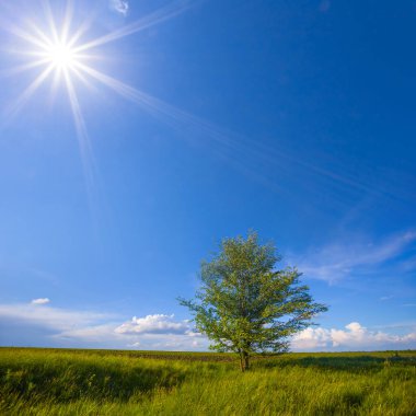 Güneşli bir günde yeşil kırsal alanların arasında yapayalnız bir ağaç