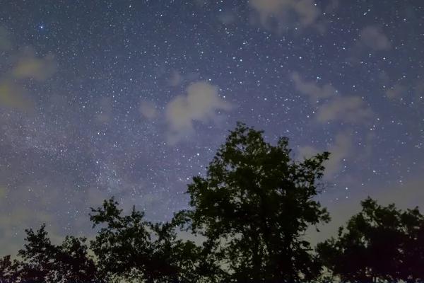 Strom Silueta Pod Hvězdnatou Oblohou Noční Letní Venkovní Zázemí — Stock fotografie