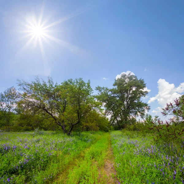 Ground Road Forest Glade Summer Sunny Day — Stock Photo, Image
