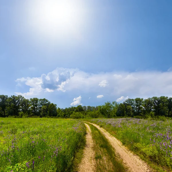 Ground Road Forest Glade Summer Sunny Day — Stock Photo, Image