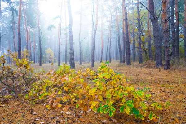 Outono Neblina Floresta Glade Com Pequeno Carvalho Luz Sol — Fotografia de Stock