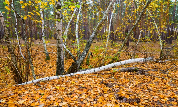 Autumn Birch Forest Glade Covered Red Dry Leaves — Stock Photo, Image
