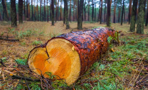 Közeli Fenyőfa Törzs Erdőben — Stock Fotó