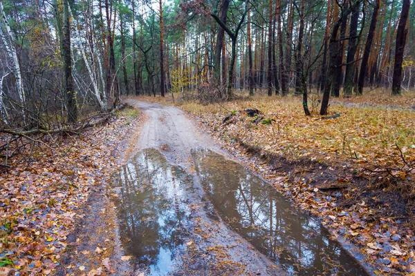 Dirty Ground Road Puddle Autumn Forest — Stock Photo, Image