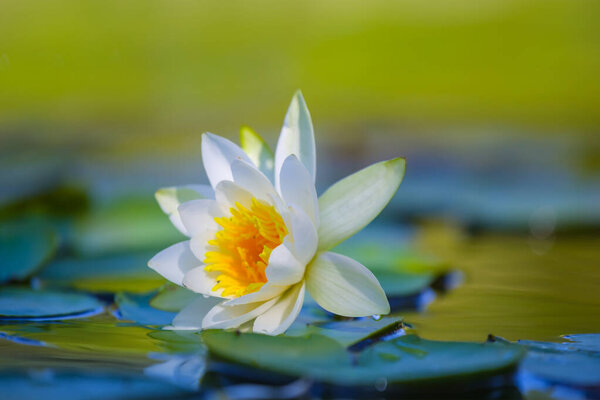 closeup  white water lily float in lake