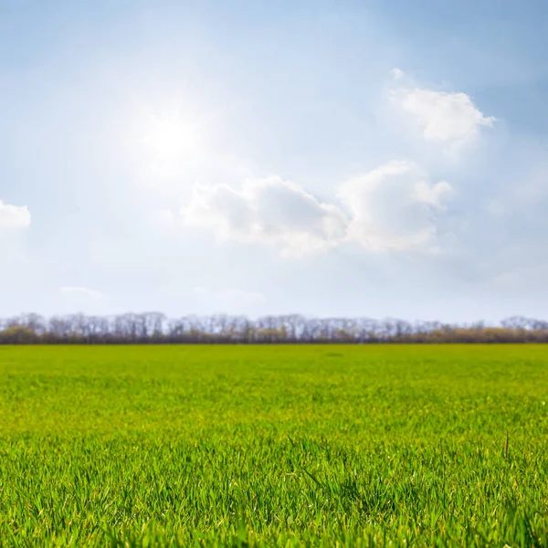 Green Rural Field Summer Sunny Day — Stock Photo, Image