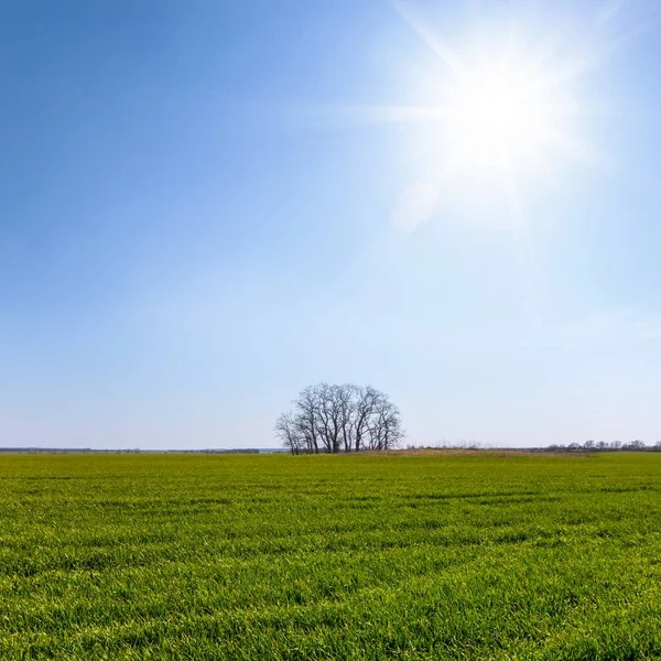 Alone Tree Green Rural Fields Sunny Day — Stock Photo, Image
