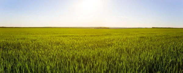 Красивые Широкие Зеленые Сельские Поля Закате — стоковое фото