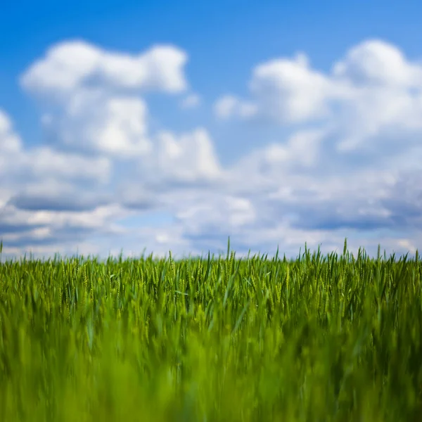 Krásný Zelený Venkovské Pole Pod Modrým Oblačným Nebem — Stock fotografie