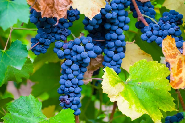 Closeup Grape Cluster Leaves Natural Vineyard Agricultural Scene — Stock Photo, Image