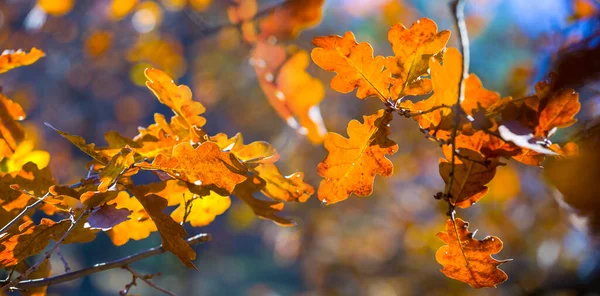 特写红干橡木分枝在森林里 美丽的秋天背景 — 图库照片