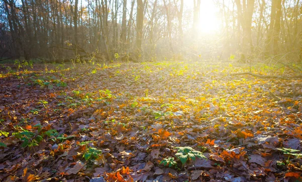 Gros Plan Forêt Clairière Lumière Soleil Soir Été Naturel Coucher — Photo