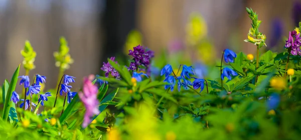 Closeup Heap Wild Flowers Forest — Stock Photo, Image