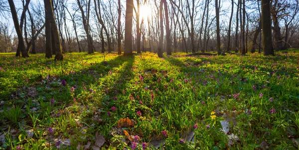 Orman Akşam Güneşinin Işığında Çiçeklerle Kaplanır Yaz Mevsiminde Günbatımı Sahnesi — Stok fotoğraf