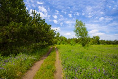 Yaz ormanı kara yolu ile açıklık