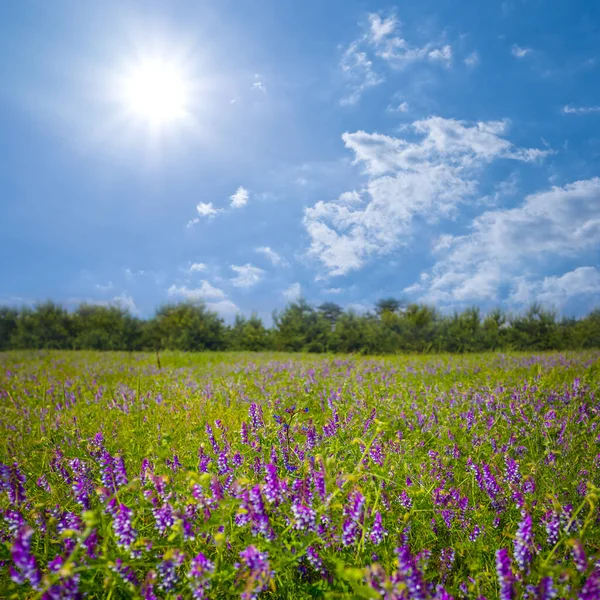 夏日艳阳天开着花的夏季草原 — 图库照片