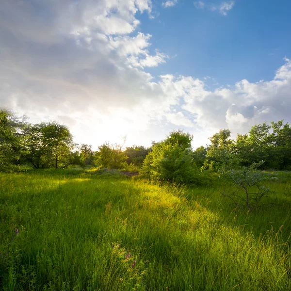 Tett Skog Glade Lyset Kveldssol Sommerens Naturlige Solnedganger – stockfoto