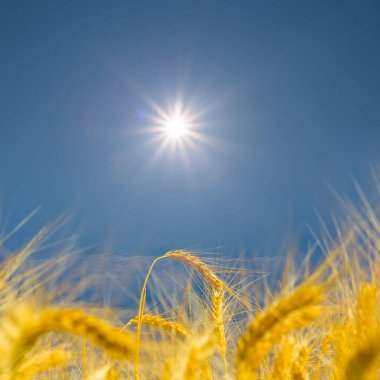 closeup golden wheat field at summer sunny day, agricultural industry background