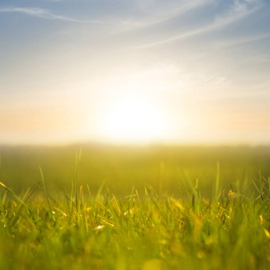 green prairie at the sunset, calm wild natural scene