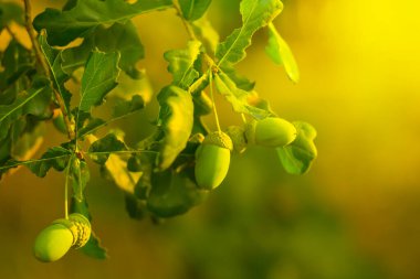 closeup oak tree branch with acorn in light of sun