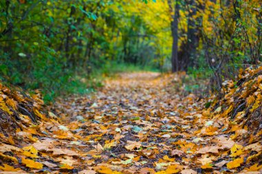 Sonbahar ormanı boyunca yakın zemin yolu, mevsimsel doğal manzara