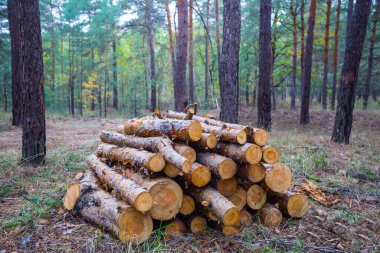 ağaç gövdesi ormanın içinde closeup yığını
