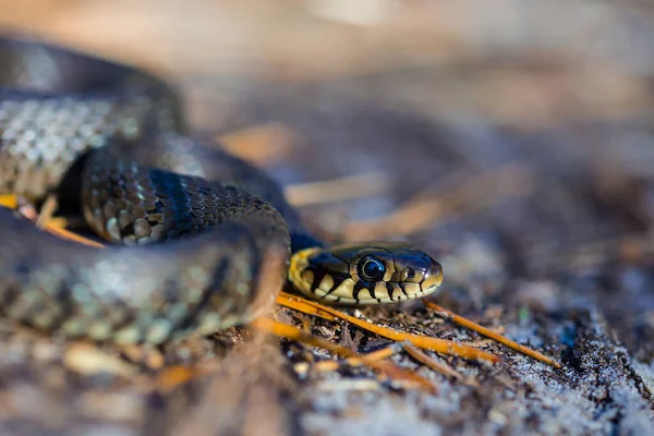 Closeup Snake Sit Ground — Stock Photo, Image