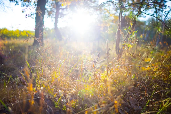 Närbild Skog Glänta Ljuset Glitter Sol — Stockfoto