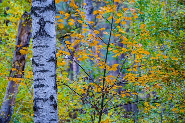 Closeup Σημύδα Στο Δάσος Φθινόπωρο Φυσικό Υπόβαθρο — Φωτογραφία Αρχείου