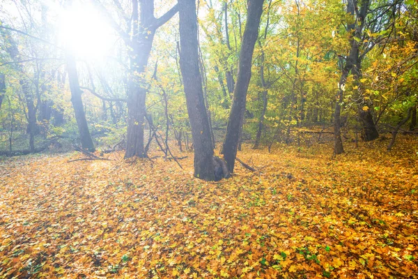 Jesienna Polana Leśna Świetle Iskrzącego Słońca — Zdjęcie stockowe