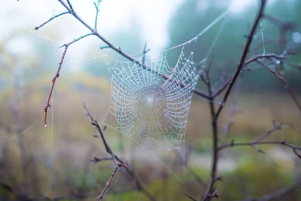 Closeup Wet Spider Web Bush — Stock Photo, Image