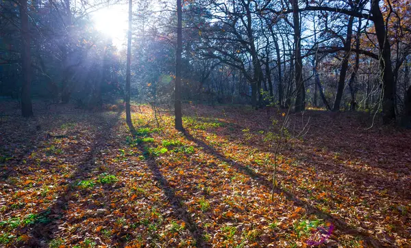 Podzimní Lesní Mýtina Světle Jiskřícího Slunce — Stock fotografie