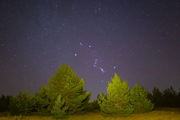 Constelación Orión Sobre Bosque Abetos Noche — Foto de Stock