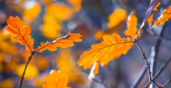 Nahaufnahme Rot Trockene Eiche Zweig Herbst Wald Hintergrund — Stockfoto