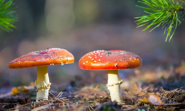 Pair Red Flyagaric Mushroom Forest — Stock Photo, Image