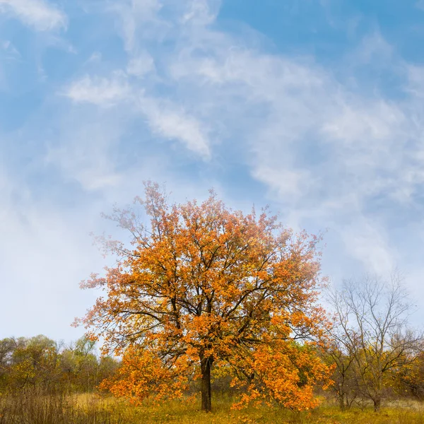 森のグレードの赤い乾燥したオークの木だけ — ストック写真