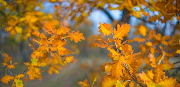 Nahaufnahme Rote Trockene Eiche Wald Schöner Herbsthintergrund — Stockfoto